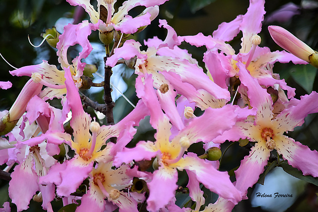 Ceiba speciosa