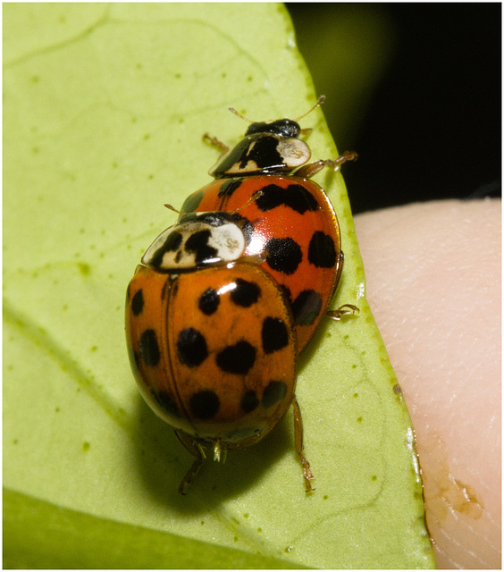 IMG 9442 Mating Ladybirds