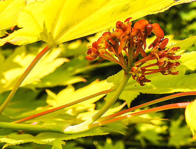 20230526 0241CPw [D~LIP] Gold-Ahorn (Acer shiras 'Aureum'), Bad Salzuflen