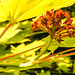 20230526 0241CPw [D~LIP] Gold-Ahorn (Acer shiras 'Aureum'), Bad Salzuflen