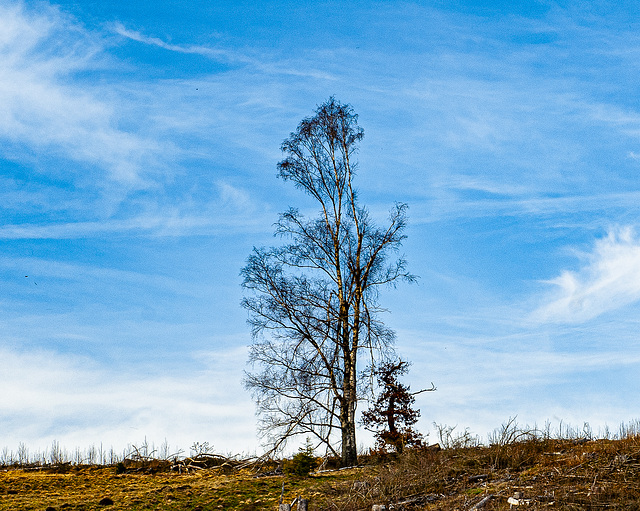 20240327_benneckenstein_wanderung (d200)