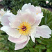 Peony, Gilsland Farm