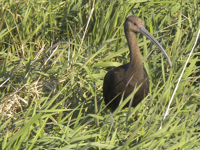 White-faced Ibis