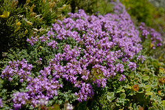 Thymus caespititius, Alpes FR