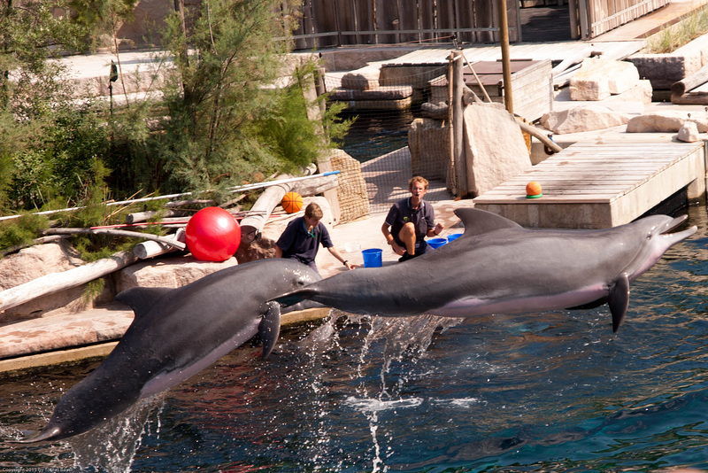 Delphin