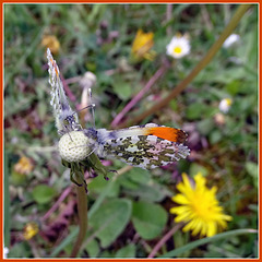 Orange tip butterfly.  Anthocharis cardamines
