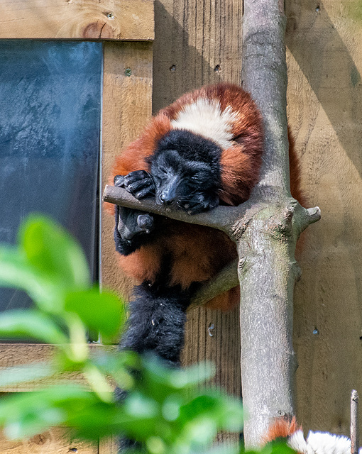 Red ruff lemur