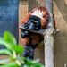 Red ruff lemur