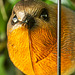 Bird in a Cage  Closeup