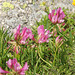 Alpen-Klee - Trifolium alpinum