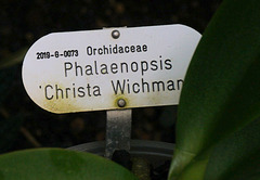 Orchidaceae Phalaenopsis