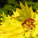 20230526 0242CPw [D~LIP] Gold-Ahorn (Acer shiras 'Aureum'), Bad Salzuflen