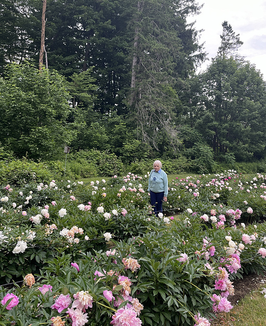 Amongst the Peonies, Gilsland Farm