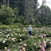 Amongst the Peonies, Gilsland Farm