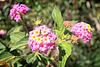 Lantana