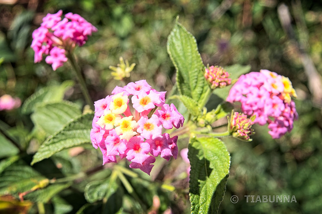 Lantana