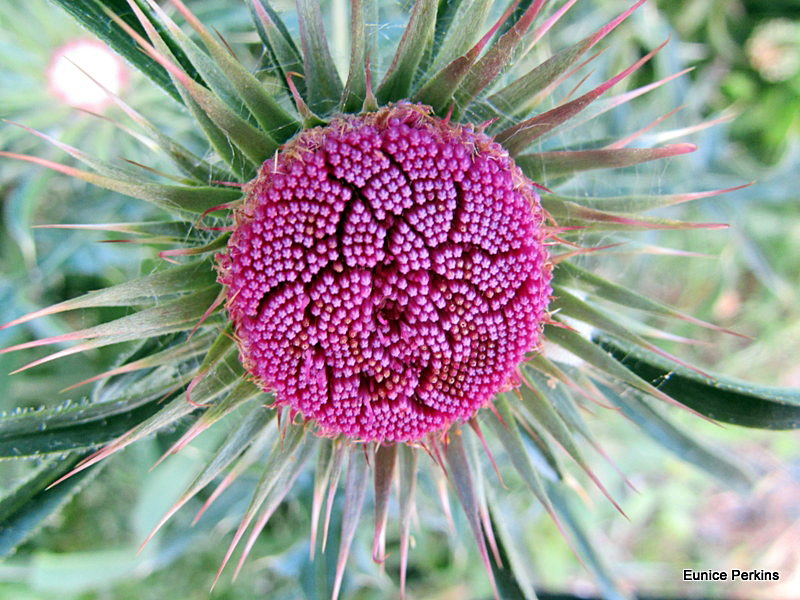 Unopened Thistle flower