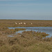 Flamingo in der Camargue