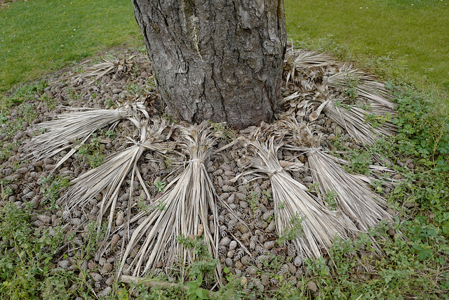 pied d'arbre