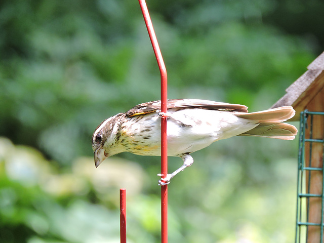 Rose-breasted Grosbeaks