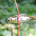 Rose-breasted Grosbeaks