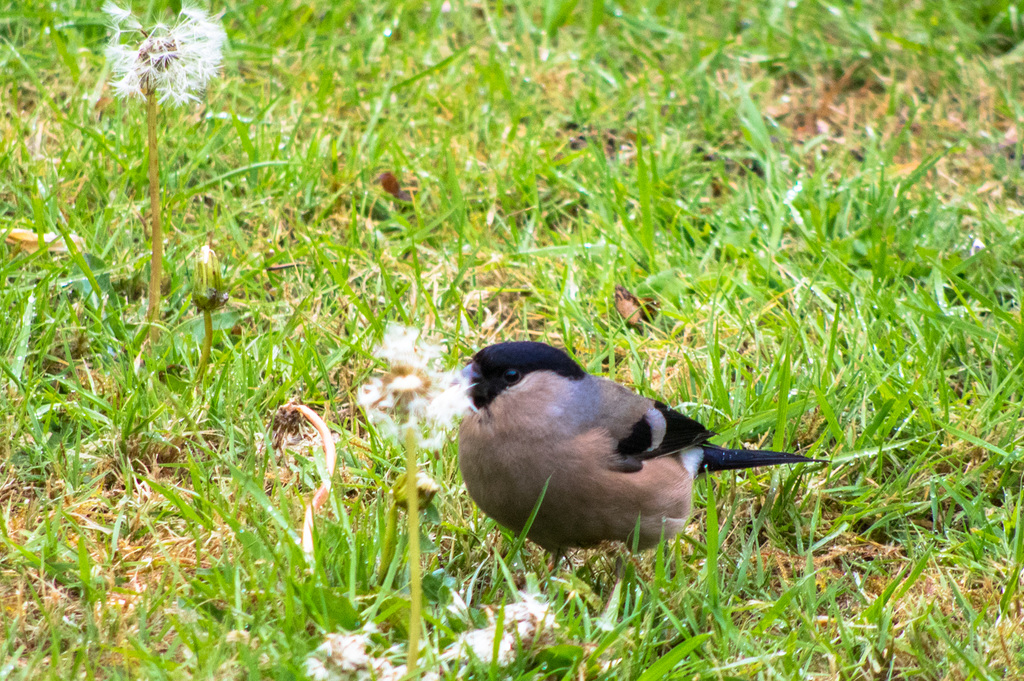 Female Bullfinch