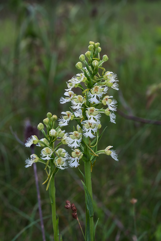 Platanthera leucophaea (Eastern Prairie Fringed orchid)