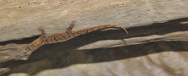 Lizard IMG_2474