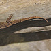 Lizard IMG_2474