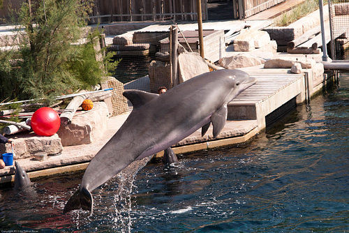 Delphin