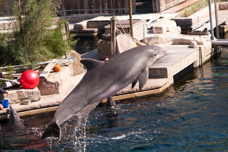 Delphin