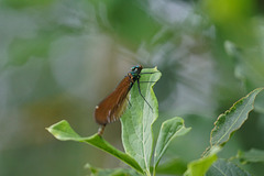 Weibchen von Calopteryx splendens