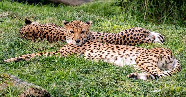 Cheetah