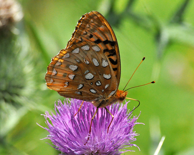 st bruno fritillary july 2020  DSC 3509