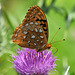 st bruno fritillary july 2020  DSC 3509