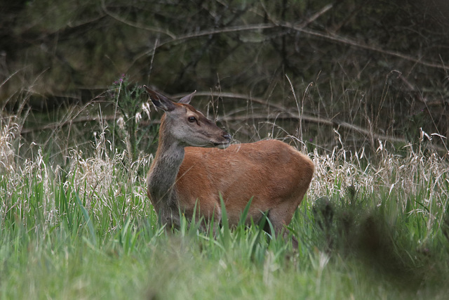 Première sortie en forêt Première sortie en forêt