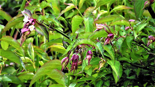 The Himalayan honeysuckle has moved to another bit of the garden