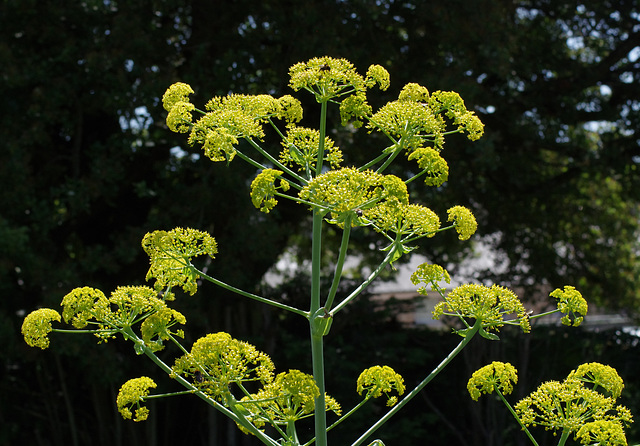 Giant fennel (?)