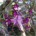 IMG 9475 Orchid