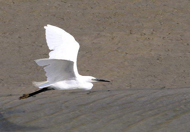 aigrette en plein vol .....