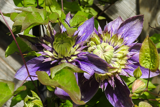 20230529 0280CPw [D~LIP] Waldrebe (Clematis 'Taiga'), Bad Salzuflen
