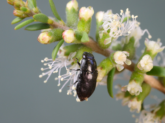 Neocuris crassa, PL1873, ♀