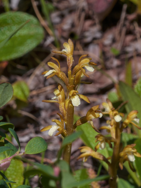 Corallorhiza trifida (Early Coralroot orchid) dark form