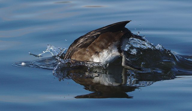 EF7A0357 Tufted duck