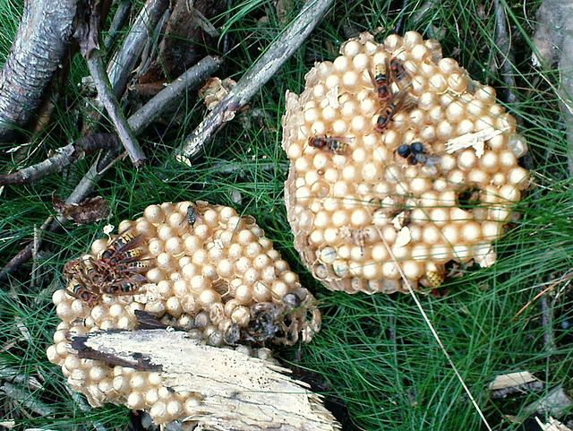 Waben in der Heide