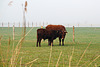 Rode Geuzen in het Munnikenland