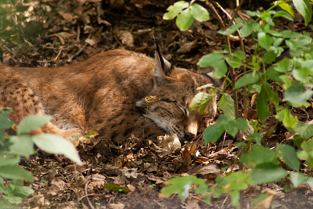 Luchs