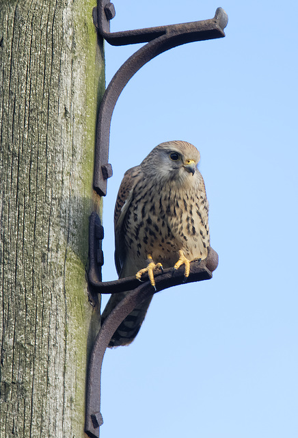 Kestrel