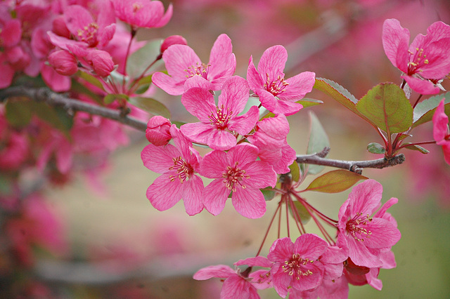 Flowers of Crab apple