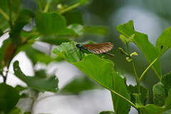 Weibchen von Calopteryx splendens II